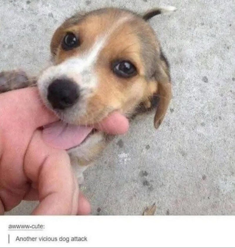 awwww-cute: | Another vicious dog attack