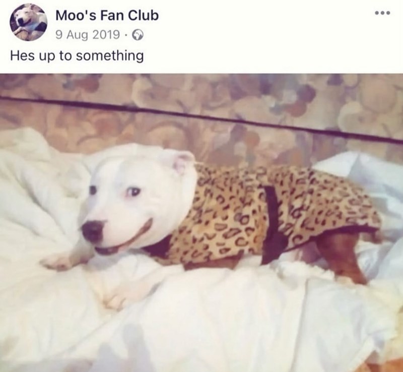Moo's Fan Club 9 Aug 2019. Hes up to something