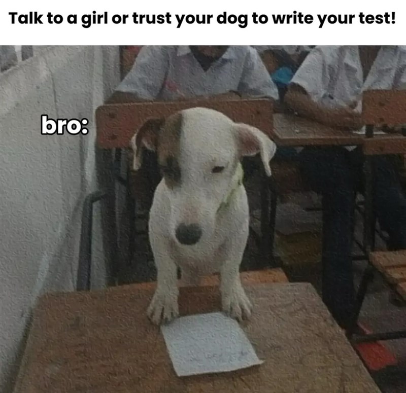 Talk to a girl or trust your dog to write your test! bro: