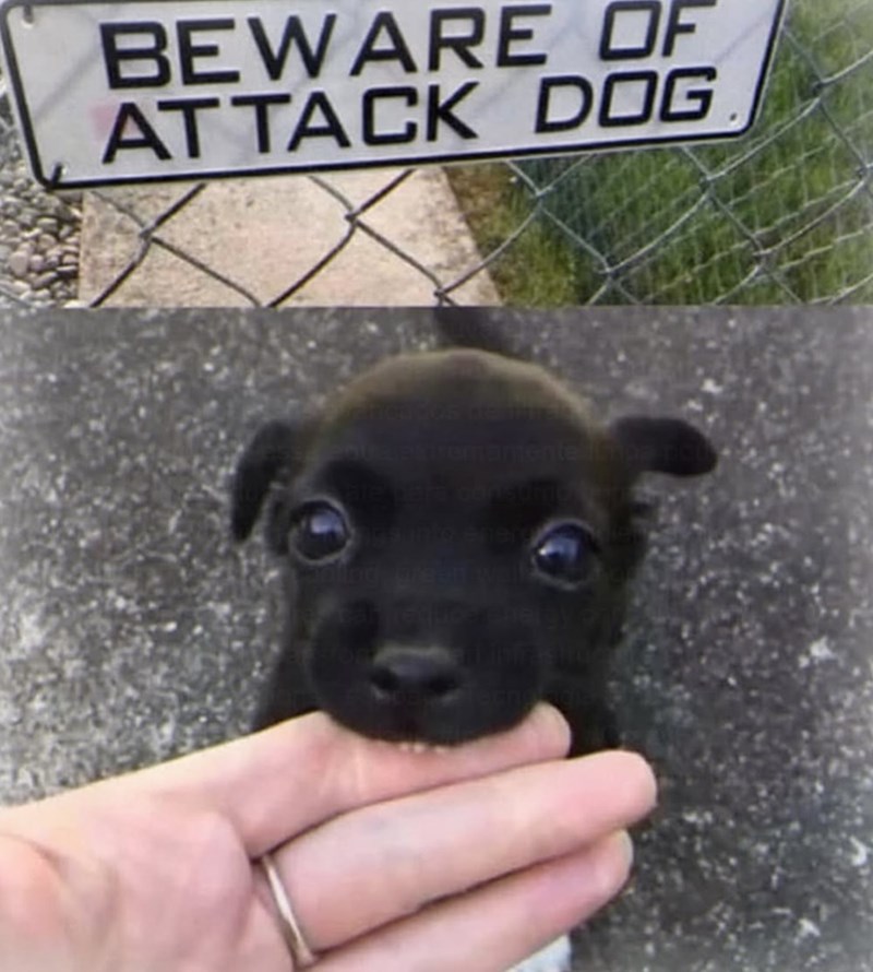 BEWARE OF ATTACK DOG ficaços de int Qua.patremamente imba ro ware para consumo ber assunto energ ding, green wall Equica Phergy o