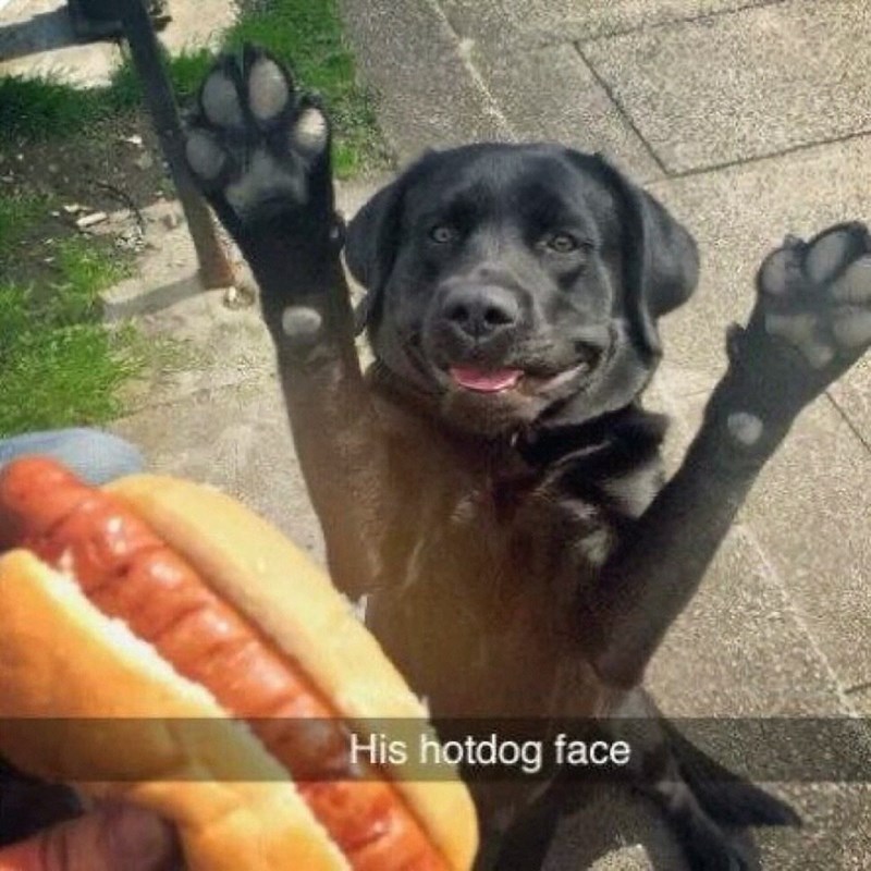 His hotdog face