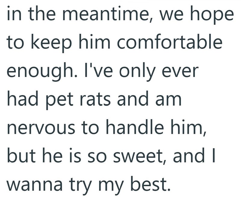 in the meantime, we hope to keep him comfortable enough. I've only ever had pet rats and am nervous to handle him, but he is so sweet, and I wanna try my best.