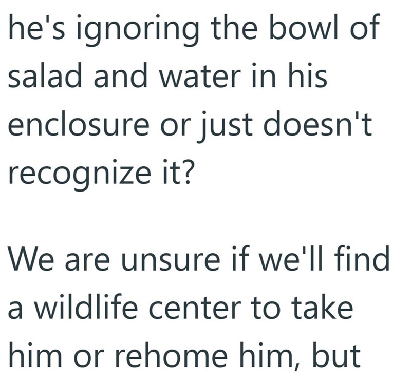 he's ignoring the bowl of salad and water in his enclosure or just doesn't recognize it? We are unsure if we'll find a wildlife center to take him or rehome him, but