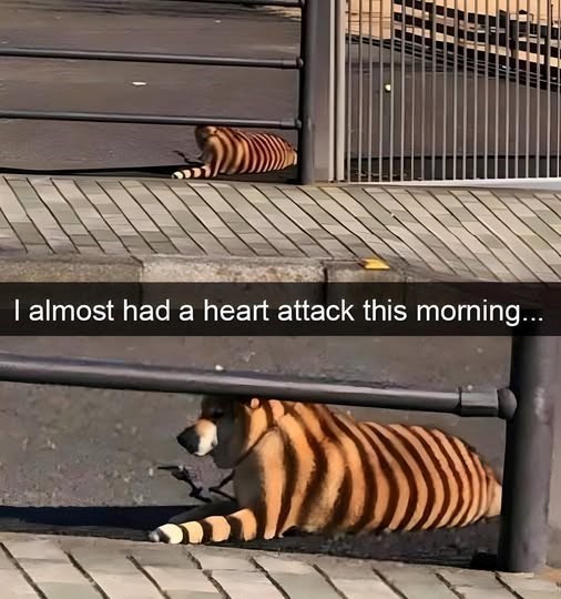 I almost had a heart attack this morning...