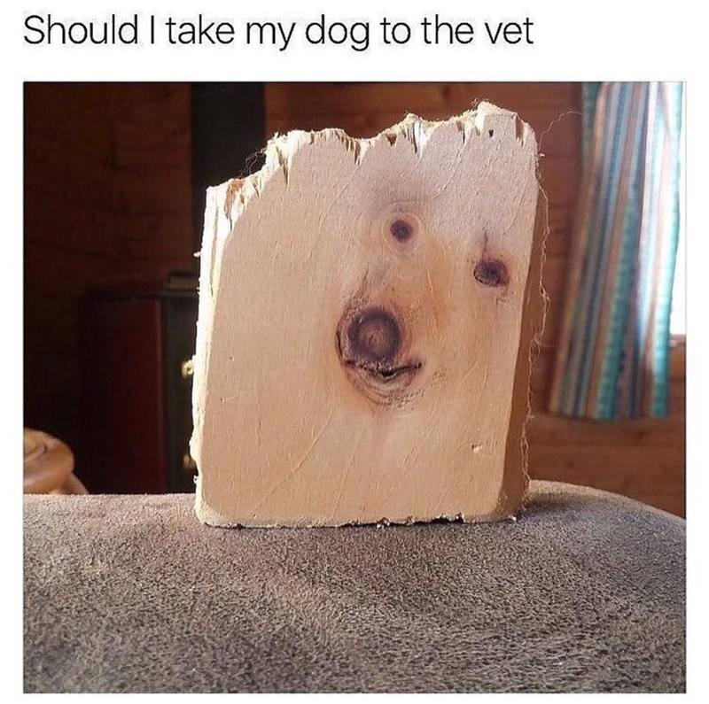 Should I take my dog to the vet