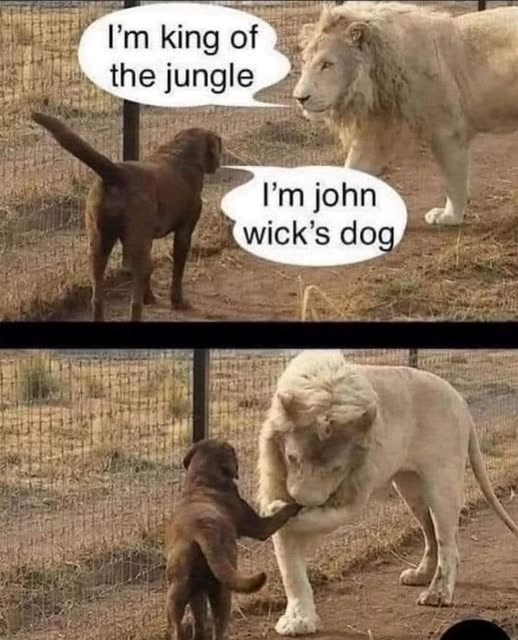 I'm king of the jungle I'm john wick's dog
