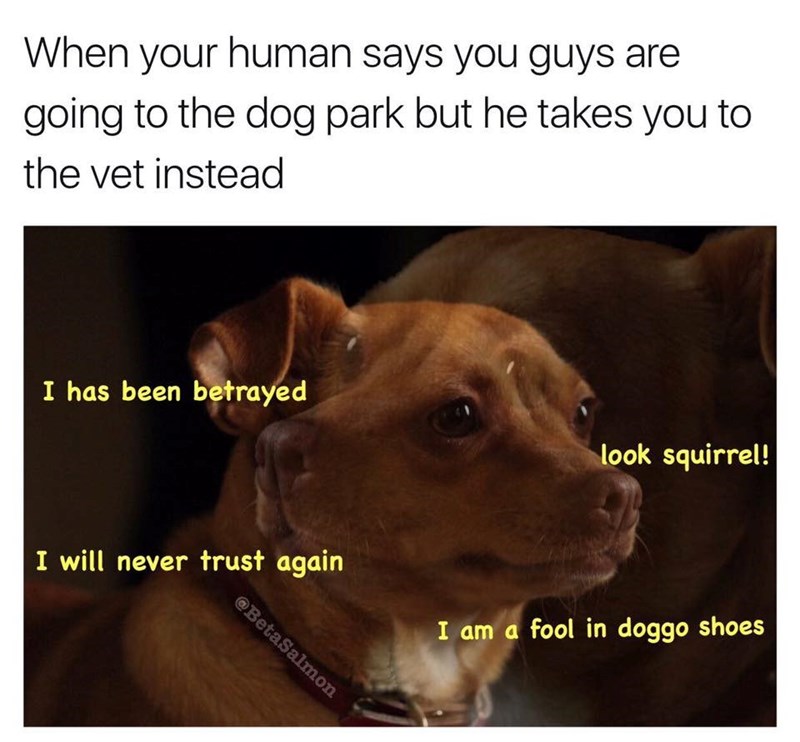 When your human says you guys are going to the dog park but he takes you to the vet instead I has been betrayed look squirrel! I will never trust again @BetaSalmon I am a fool in doggo shoes