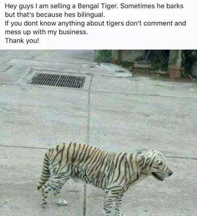 Hey guys I am selling a Bengal Tiger. Sometimes he barks. but that's because hes bilingual. If you dont know anything about tigers don't comment and mess up with my business. Thank you!