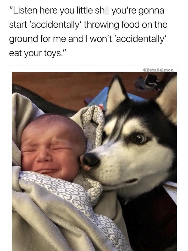 "Listen here you little sh you're gonna start 'accidentally' throwing food on the ground for me and I won't 'accidentally' eat your toys." @BetaSalmon