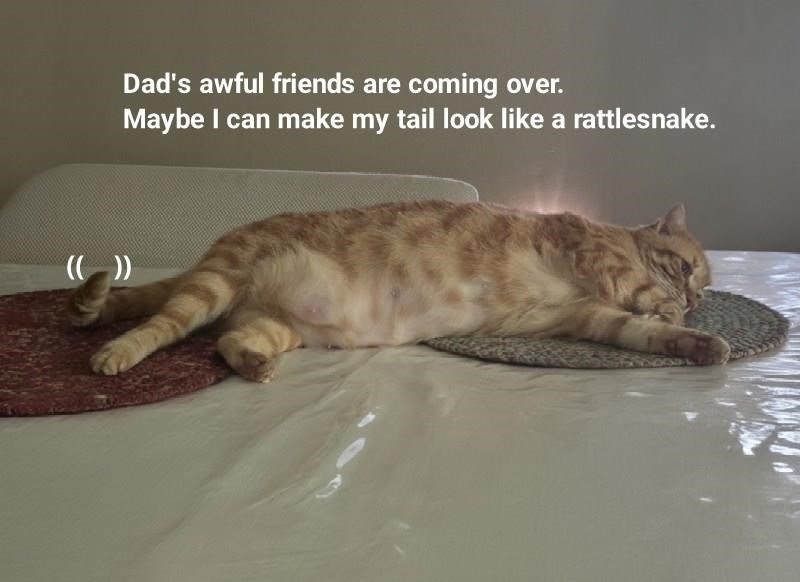 Cheezburger Image 10654715648
