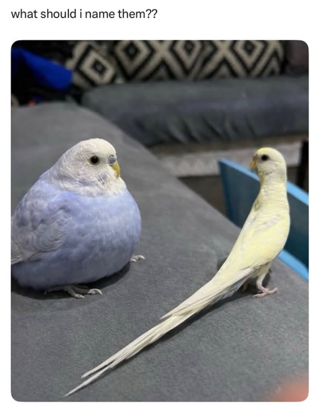 what should i name them??