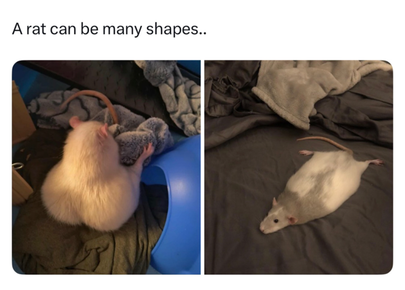 A rat can be many shapes..