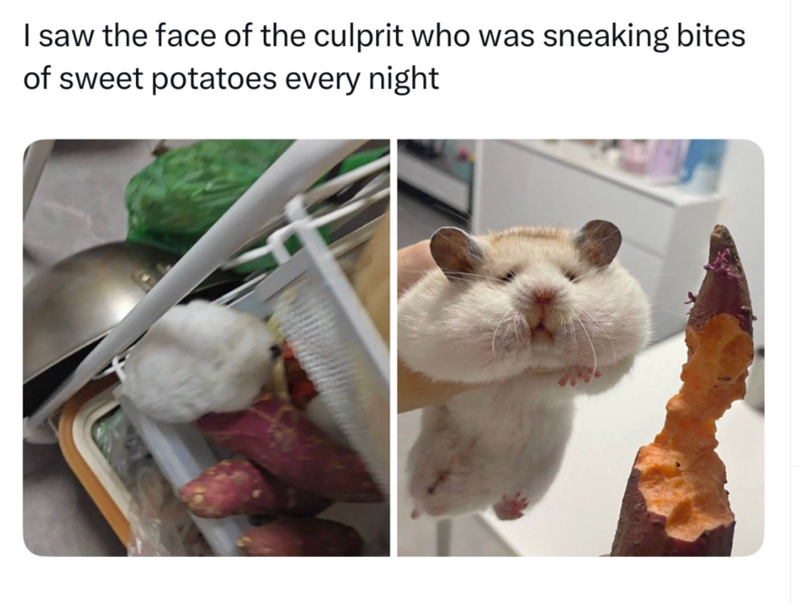 I saw the face of the culprit who was sneaking bites of sweet potatoes every night