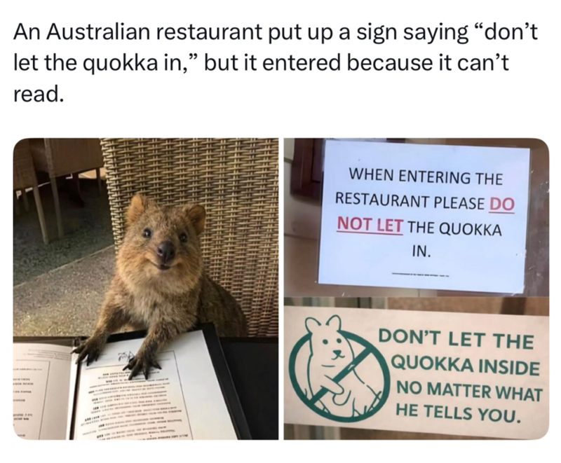 An Australian restaurant put up a sign saying "don't let the quokka in," but it entered because it can't read. WHEN ENTERING THE RESTAURANT PLEASE DO NOT LET THE QUOKKA IN. DON'T LET THE QUOKKA INSIDE NO MATTER WHAT HE TELLS YOU.