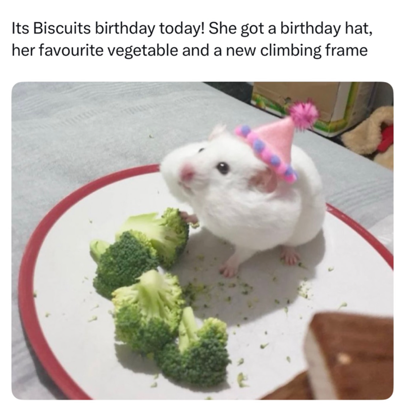 Its Biscuits birthday today! She got a birthday hat, her favourite vegetable and a new climbing frame