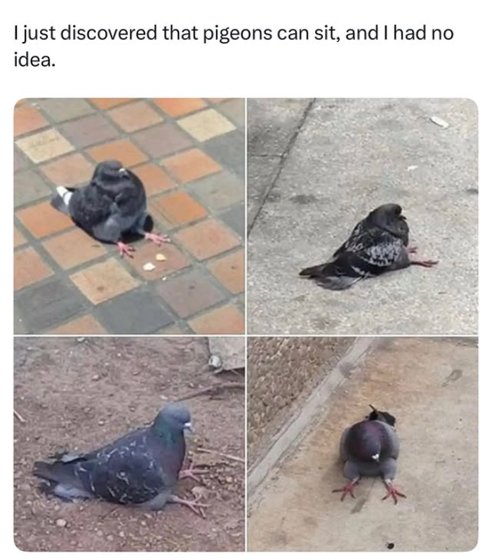 I just discovered that pigeons can sit, and I had no idea.