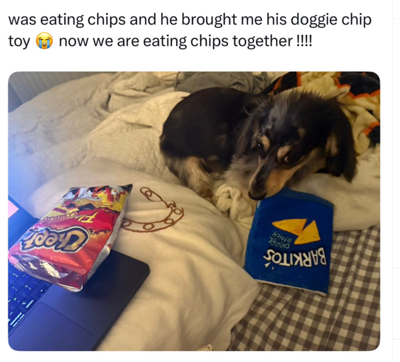 was eating chips and he brought me his doggie chip toy now we are eating chips together !!!! Apusen HON 78080