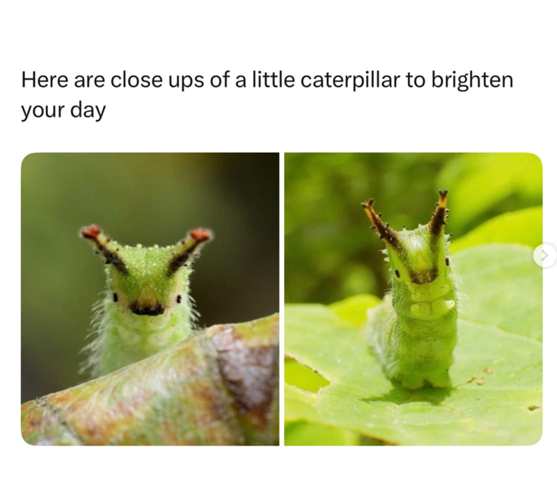 Here are close ups of a little caterpillar to brighten your day
