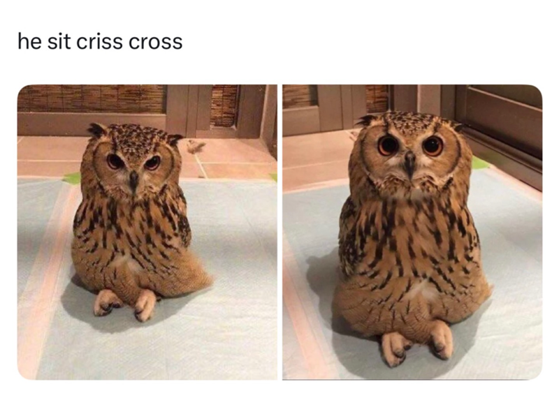he sit criss cross