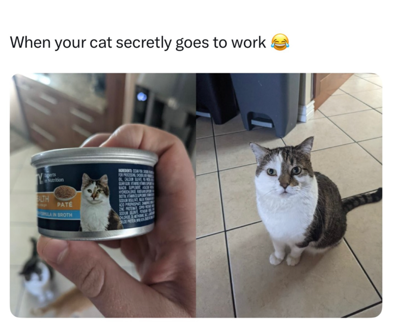 When your cat secretly goes to work Egerts Nutrition ALTH PATE MULA IN BROTH INGREDIENTS C FOR PROCESSING CHO OL CALCUM SULFATE GUAR GUM VITAMINSPE NIACIN SUPPLE HYDROCHLORIDE RAN BOTN VITAMIN SUP SODIUM BISULFATE LA ACID PYROPHOSPHATE MER ZINC PROTENATE SODIUM SELENTE CHLORIDE METHO
