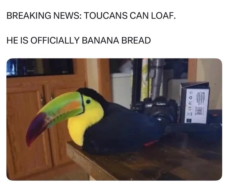 BREAKING NEWS: TOUCANS CAN LOAF. HE IS OFFICIALLY BANANA BREAD CERC