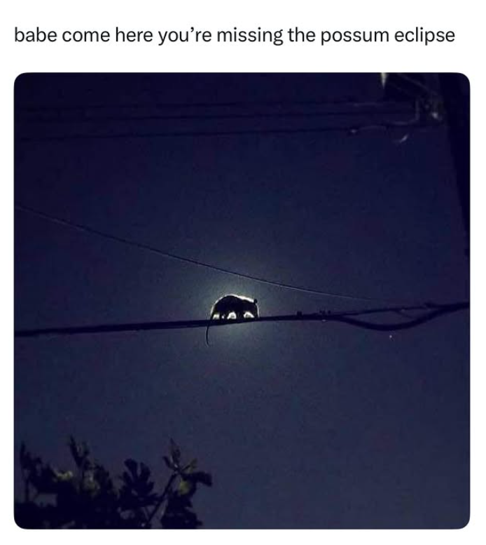 babe come here you're missing the possum eclipse