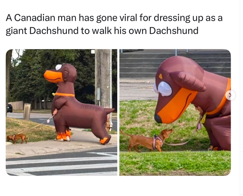 A Canadian man has gone viral for dressing up as a giant Dachshund to walk his own Dachshund