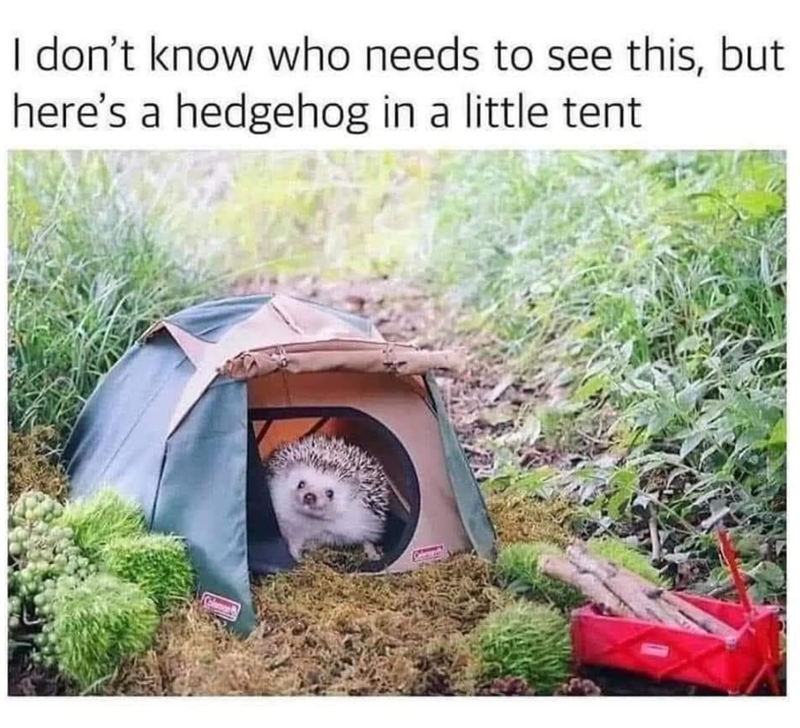 I don't know who needs to see this, but here's a hedgehog in a little tent