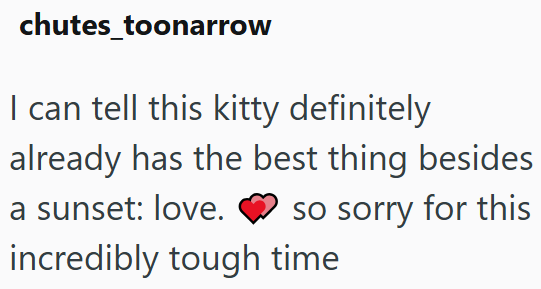 chutes_toonarrow I can tell this kitty definitely already has the best thing besides a sunset: love. so sorry for this incredibly tough time