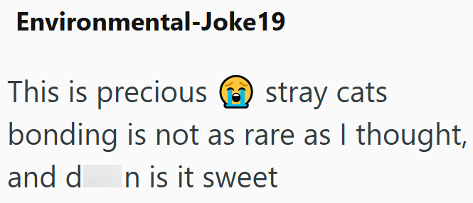 Environmental-Joke19 This is precious stray cats bonding is not as rare as I thought, In is it sweet and d