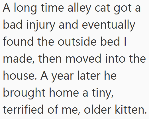 A long time alley cat got a bad injury and eventually found the outside bed I made, then moved into the house. A year later he brought home a tiny, terrified of me, older kitten.