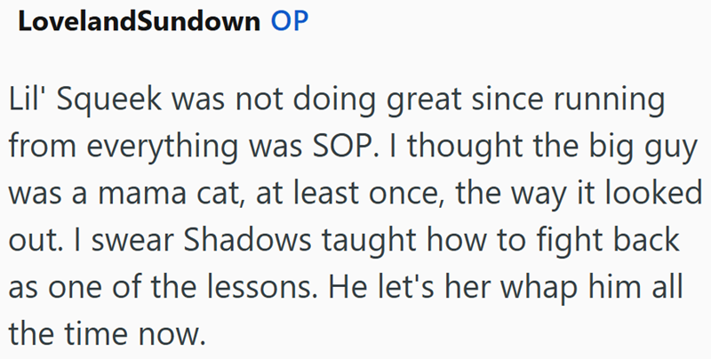 LovelandSundown OP Lil' Squeek was not doing great since running from everything was SOP. I thought the big guy was a mama cat, at least once, the way it looked out. I swear Shadows taught how to fight back as one of the lessons. He let's her whap him all the time now.