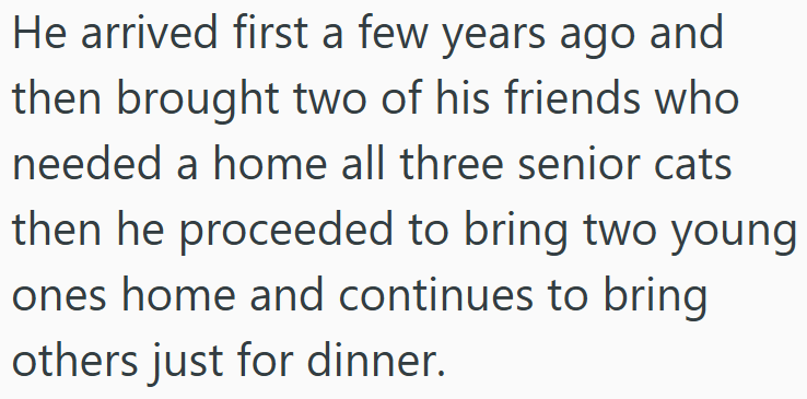 He arrived first a few years ago and then brought two of his friends who needed a home all three senior cats then he proceeded to bring two young ones home and continues to bring others just for dinner.