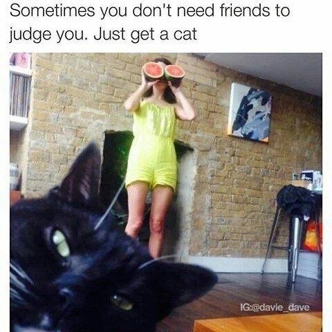 Sometimes you don't need friends to judge you. Just get a cat IG:@davie_dave