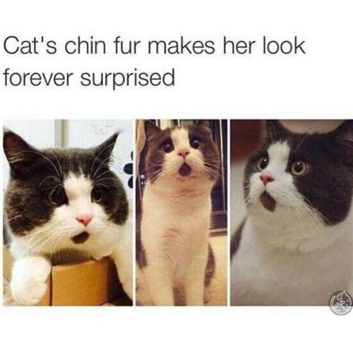 Cat's chin fur makes her look forever surprised