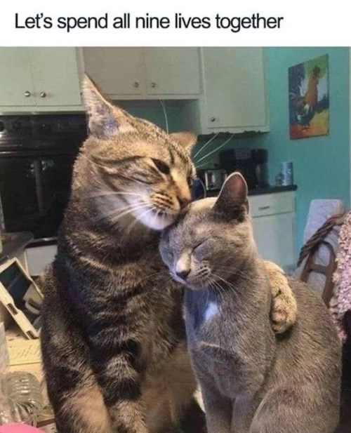 Let's spend all nine lives together