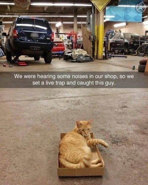 RE CLEAR We were hearing some noises in our shop, so we set a live trap and caught this guy.