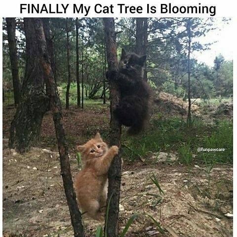 FINALLY My Cat Tree Is Blooming @funpawcare