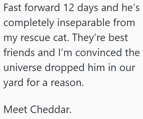 Fast forward 12 days and he's completely inseparable from my rescue cat. They're best friends and I'm convinced the universe dropped him in our yard for a reason. Meet Cheddar.