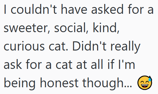 I couldn't have asked for a sweeter, social, kind, curious cat. Didn't really ask for a cat at all if I'm being honest though... D