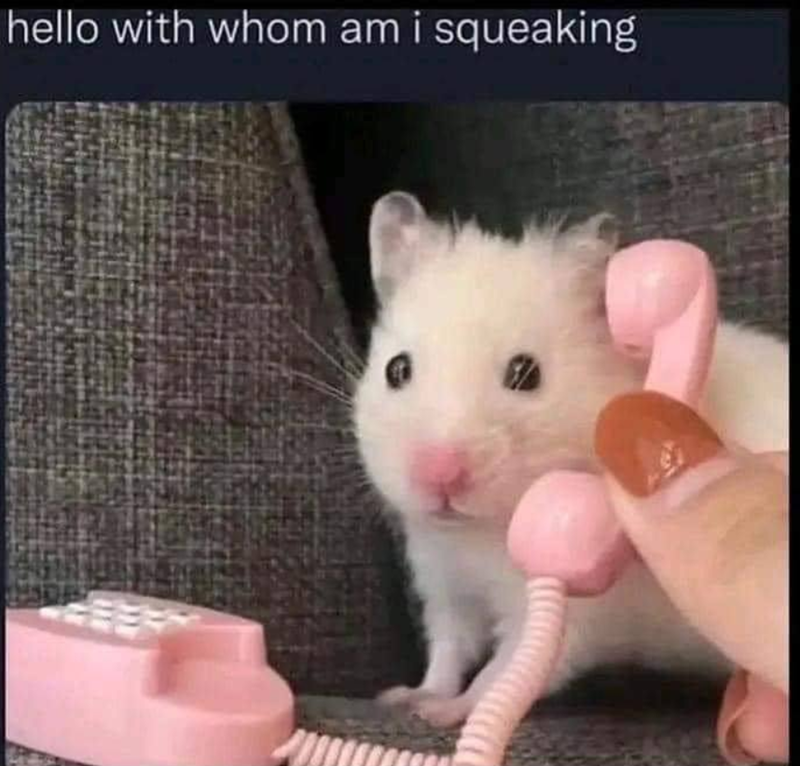 hello with whom am i squeaking