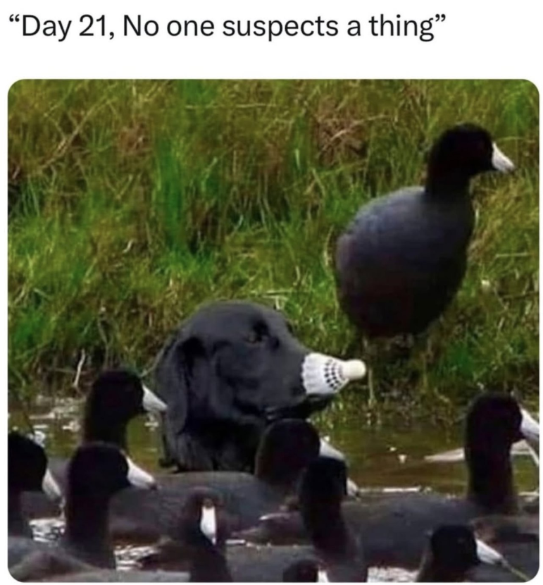 "Day 21, No one suspects a thing”
