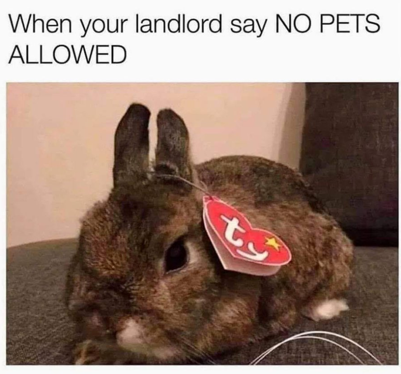 When your landlord say NO PETS ALLOWED ty