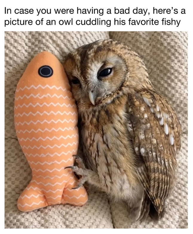 In case you were having a bad day, here's a picture of an owl cuddling his favorite fishy
