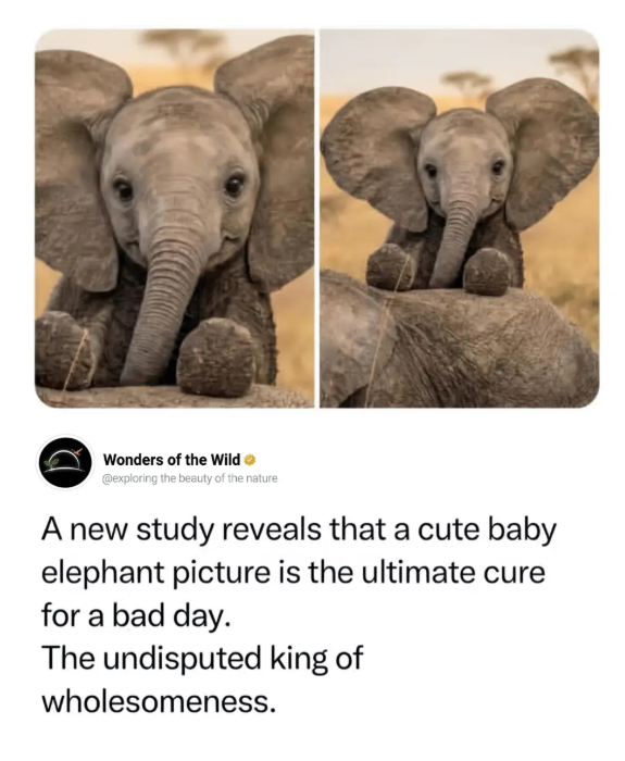 Wonders of the Wild @exploring the beauty of the nature A new study reveals that a cute baby elephant picture is the ultimate cure for a bad day. The undisputed king of wholesomeness.