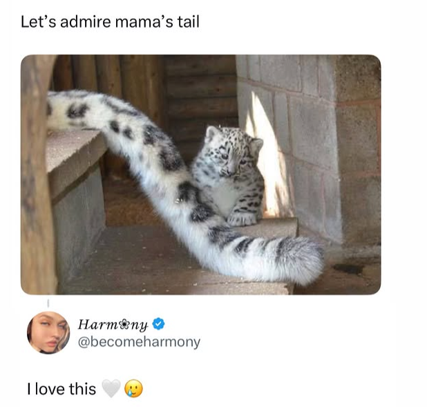 Let's admire mama's tail Harmony → @becomeharmony I love this