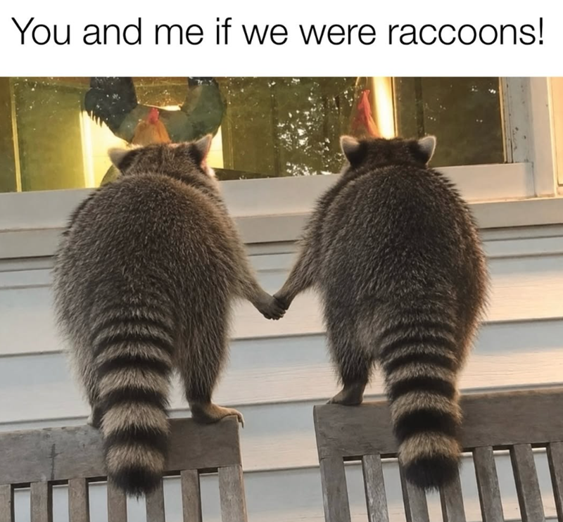 You and me if we were raccoons!