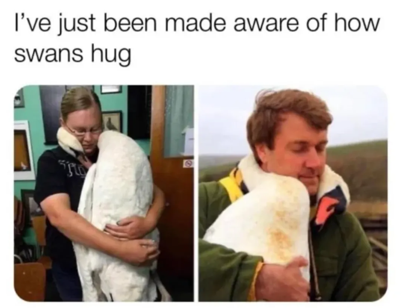 I've just been made aware of how swans hug