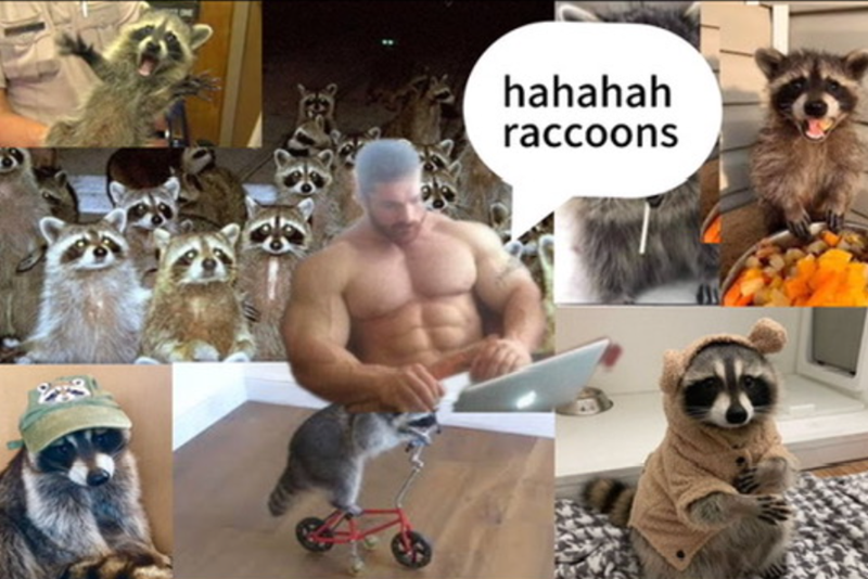 hahahah raccoons