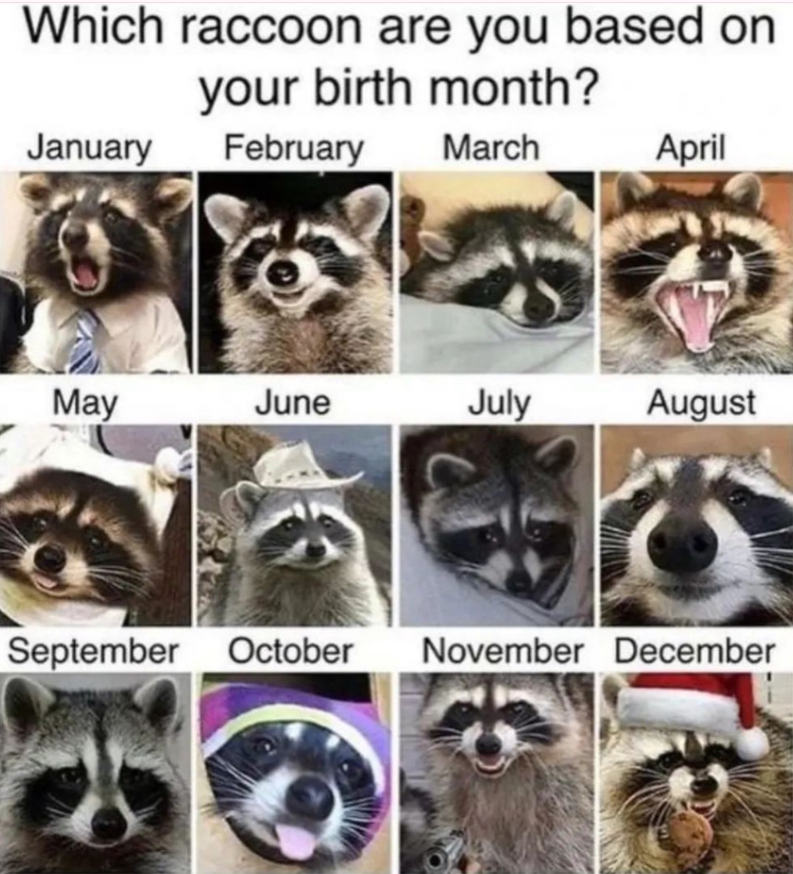 Which raccoon are you based on your birth month? January February March April May June July August September October November December